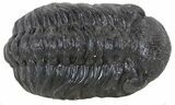 Austerops Trilobite Fossil - Rock Removed #55865-1